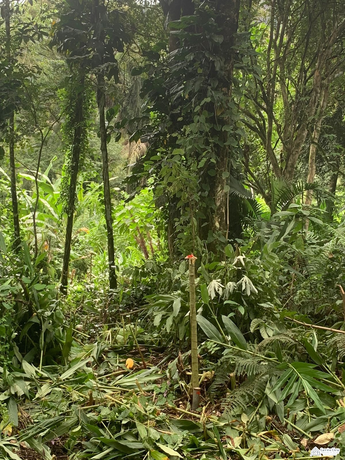 Terreno à venda, 350m² - Foto 3